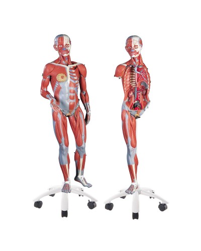 3/4 Life-Size Female Muscle Model on a metal stand without internal organs, 23-part